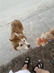 Found/Stray Male Dog last seen Southeast mlk area, San Antonio, TX 78207