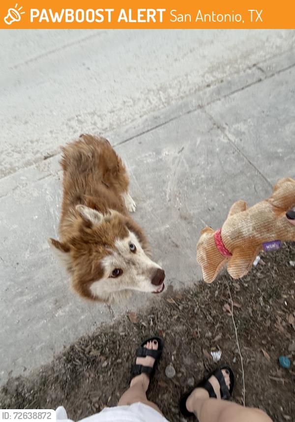 Found/Stray Male Dog last seen Southeast mlk area, San Antonio, TX 78207
