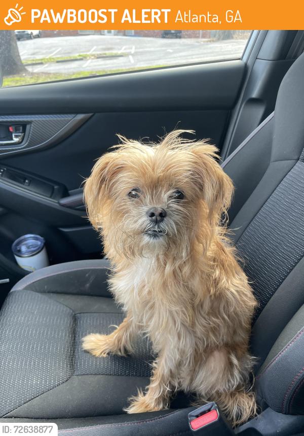 Found/Stray Female Dog last seen Glenridge Dr & Sherrell Dr, Atlanta, GA 30342