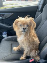 Found/Stray Female Dog last seen Glenridge Dr & Sherrell Dr, Atlanta, GA 30342