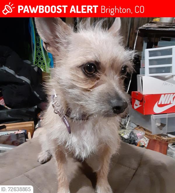 Lost Female Dog last seen W Bromley and hwy 85 Brighton co, Brighton, CO 80601
