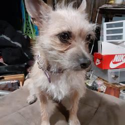 Lost Female Dog last seen W Bromley and hwy 85 Brighton co, Brighton, CO 80601