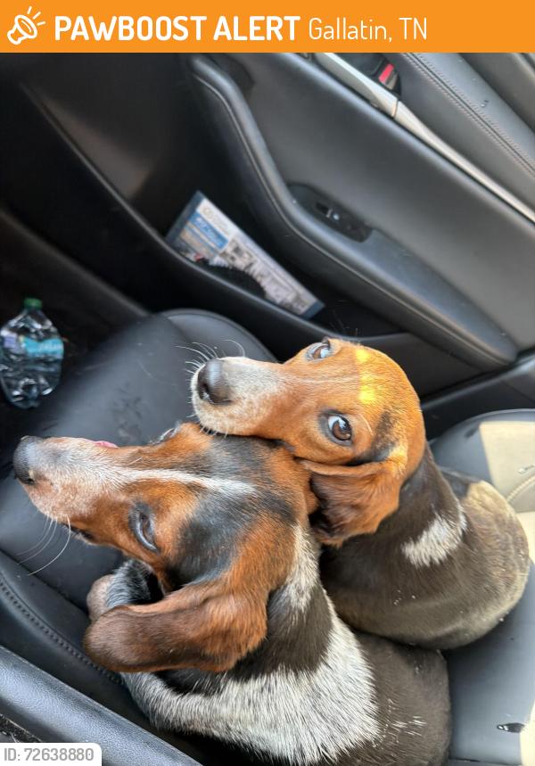 Found/Stray Female Dog last seen Zieglers Fort Road, Gallatin, TN 37066
