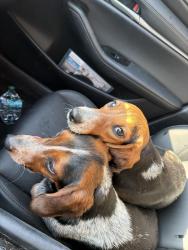 Found/Stray Female Dog last seen Zieglers Fort Road, Gallatin, TN 37066