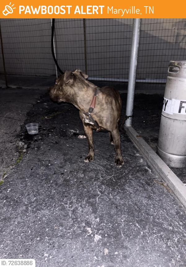 Found/Stray Male Dog last seen Amici, Maryville, TN 37804