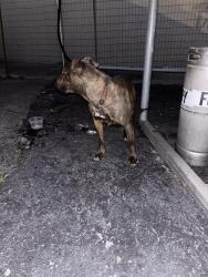 Found/Stray Male Dog last seen Amici, Maryville, TN 37804