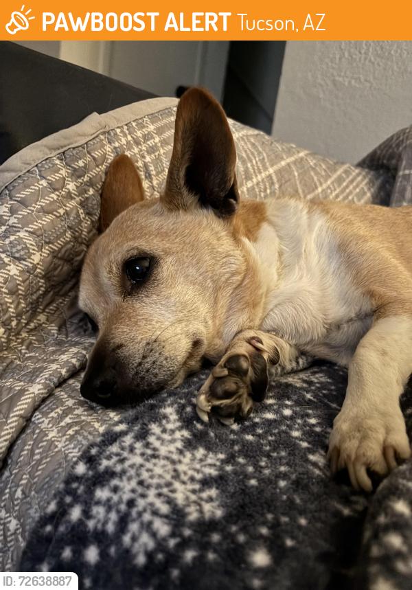 Found/Stray Male Dog last seen 22nd and Craycroft , Tucson, AZ 85711