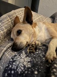 Found/Stray Male Dog last seen 22nd and Craycroft , Tucson, AZ 85711
