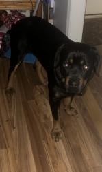 Lost Male Dog last seen Grover Moore Pl, Indian Trail, NC 28079