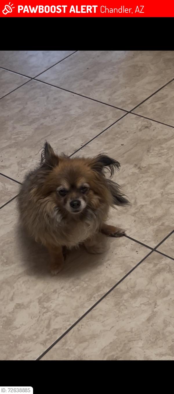 Lost Female Dog last seen Kyrene Road and Chandler Blvd, Chandler, AZ 85284