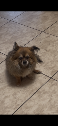 Lost Female Dog last seen Kyrene Road and Chandler Blvd, Chandler, AZ 85284