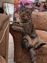 Lost Male Cat last seen Sean and sunrise , Catalina Foothills, AZ 85718