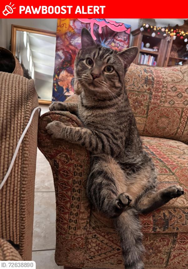 Lost Male Cat last seen Sean and sunrise , Catalina Foothills, AZ 85718