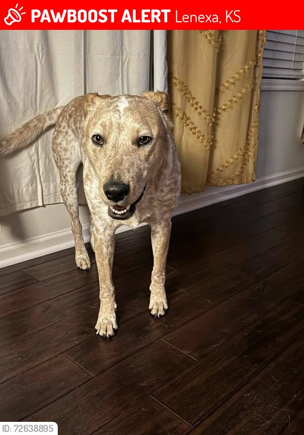 Lost Male Dog last seen Shady Bird Street, Lenexa KS , Lenexa, KS 66227
