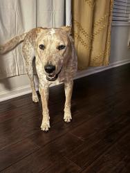 Lost Male Dog last seen Shady Bird Street, Lenexa KS , Lenexa, KS 66227