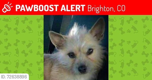 Lost Female Dog last seen W Bromley and hwy 85 Brighton co, Brighton, CO 80601
