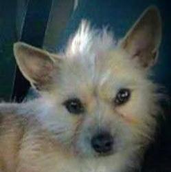 Lost Female Dog last seen W Bromley and hwy 85 Brighton co, Brighton, CO 80601