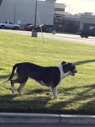 Found/Stray Female Dog last seen In the Walmart parking area by Granite Falls and claypatrick  far Bakersfield, CA 93312, Bakersfield, CA 93312