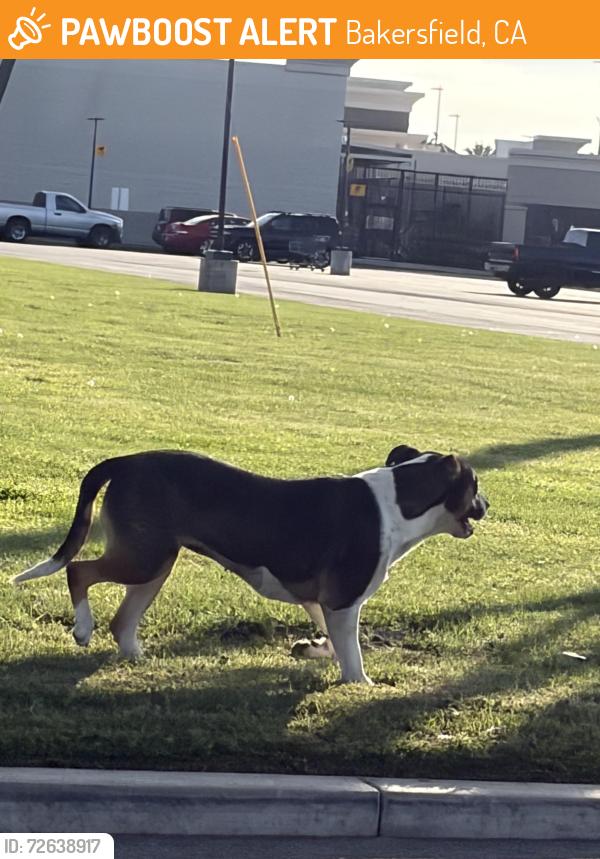Found/Stray Female Dog last seen In the Walmart parking area by Granite Falls and claypatrick  far Bakersfield, CA 93312, Bakersfield, CA 93312