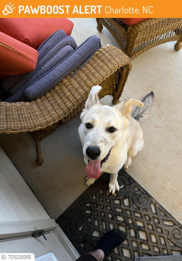 Found/Stray Unknown Dog last seen Archdale, Charlotte, NC 28210