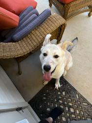 Found/Stray Unknown Dog last seen Archdale, Charlotte, NC 28210