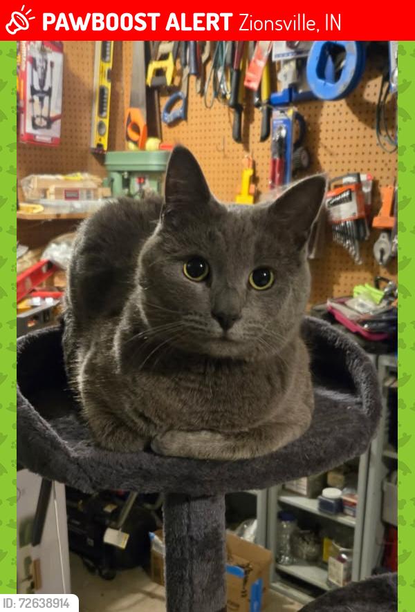 Lost Male Cat last seen Little Eagle Creek Ave and 159th, Zionsville, IN 46077