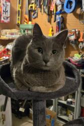 Lost Male Cat last seen Little Eagle Creek Ave and 159th, Zionsville, IN 46077