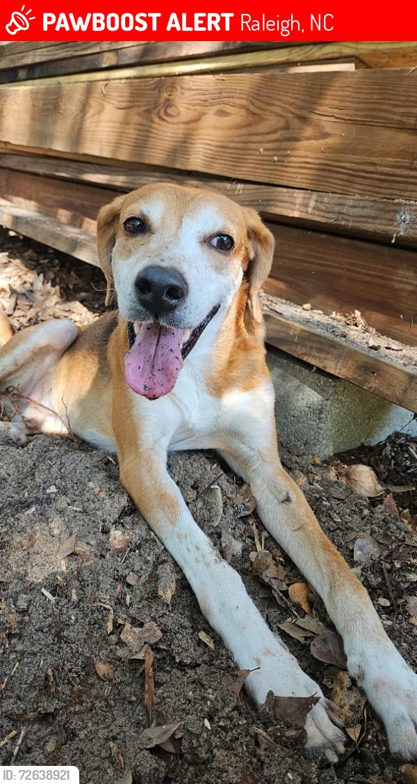 Lost Male Dog last seen Near fox rd , Raleigh, NC 27616
