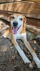 Lost Male Dog last seen Near fox rd , Raleigh, NC 27616