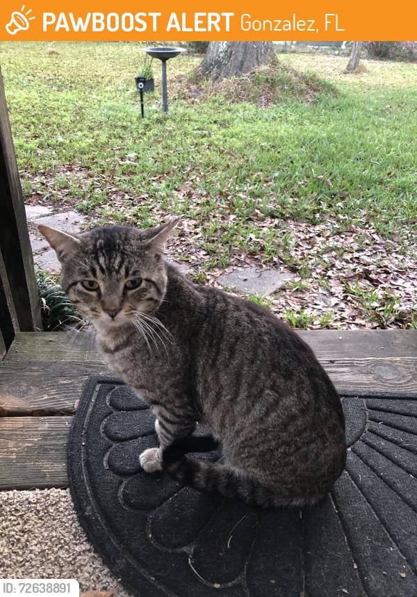 Found/Stray Male Cat last seen Benjulyn Road, Gonzalez, FL 32533