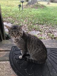 Found/Stray Male Cat last seen Benjulyn Road, Gonzalez, FL 32533
