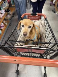 Lost Male Dog last seen New Bern Dr, Fallston, Fort Worth, TX 76108