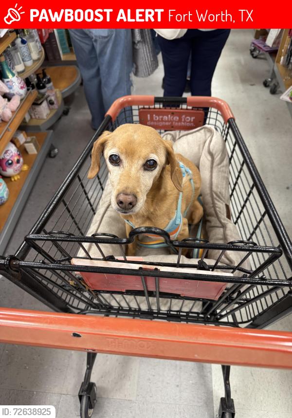 Lost Male Dog last seen New Bern Dr, Fallston, Fort Worth, TX 76108