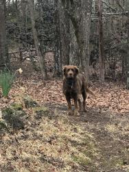 Found/Stray Unknown Dog last seen Treaty Point Subdivision, Greenville County, SC 29644