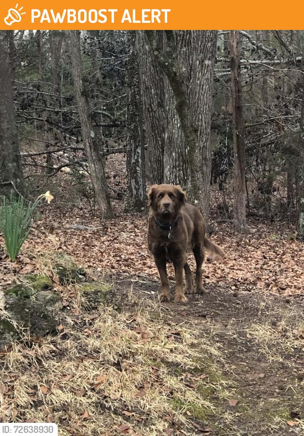 Found/Stray Unknown Dog last seen Treaty Point Subdivision, Greenville County, SC 29644