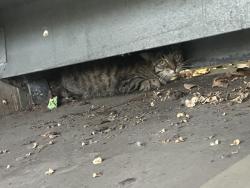 Found/Stray Unknown Cat last seen In the stair well off Michigan & 2nd street , Milwaukee, WI 53203