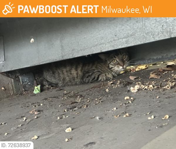 Found/Stray Unknown Cat last seen In the stair well off Michigan & 2nd street , Milwaukee, WI 53203