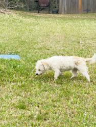 Found/Stray Unknown Dog last seen Tom temple dr, Lufkin, TX 75904