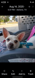 Lost Female Dog last seen South 7th and clack@DK, Abilene, TX 79605