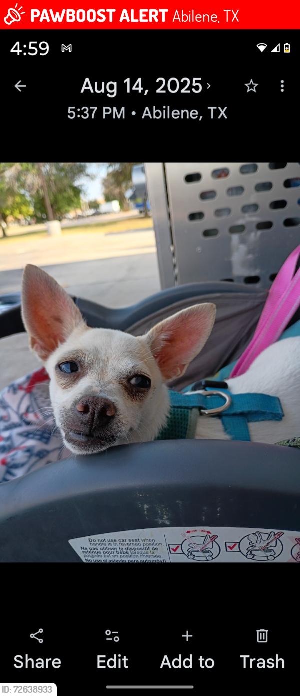 Lost Female Dog last seen South 7th and clack@DK, Abilene, TX 79605