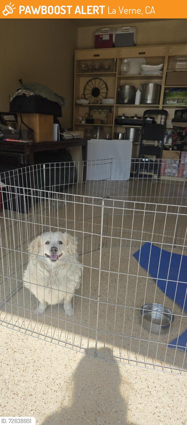 Found/Stray Male Dog last seen 6th street and F in the city of LA Verne, La Verne, CA 91750
