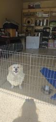 Found/Stray Male Dog last seen 6th street and F in the city of LA Verne, La Verne, CA 91750