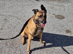 Found/Stray Male Dog last seen Oak Ridge Trace apmts in Morrow, Morrow, GA 30260