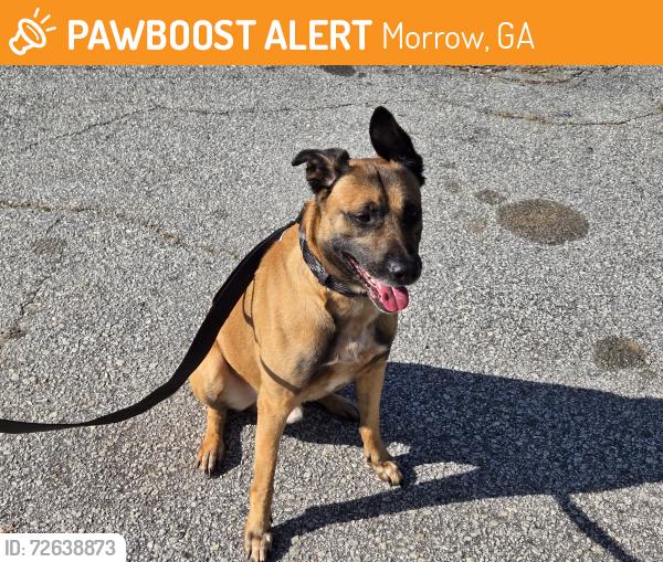 Found/Stray Male Dog last seen Oak Ridge Trace apmts in Morrow, Morrow, GA 30260