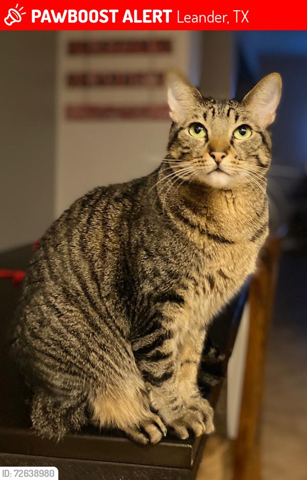 Lost Female Cat last seen Crystal crossing neighborhood , Leander, TX 78641