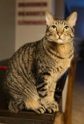 Lost Female Cat last seen Crystal crossing neighborhood , Leander, TX 78641