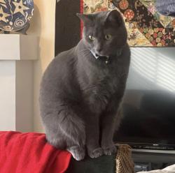 Lost Female Cat last seen Corner of Windmere and Bailey, Norcross, GA 30071
