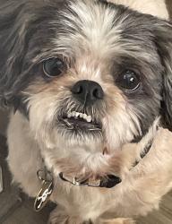 Lost Male Dog last seen Swallowtail Lane near backyard by the lake, Sanford, FL 32771