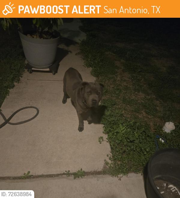 Found/Stray Male Dog last seen Braunig lake, San Antonio, TX 78223