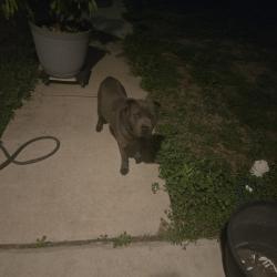 Found/Stray Male Dog last seen Braunig lake, San Antonio, TX 78223